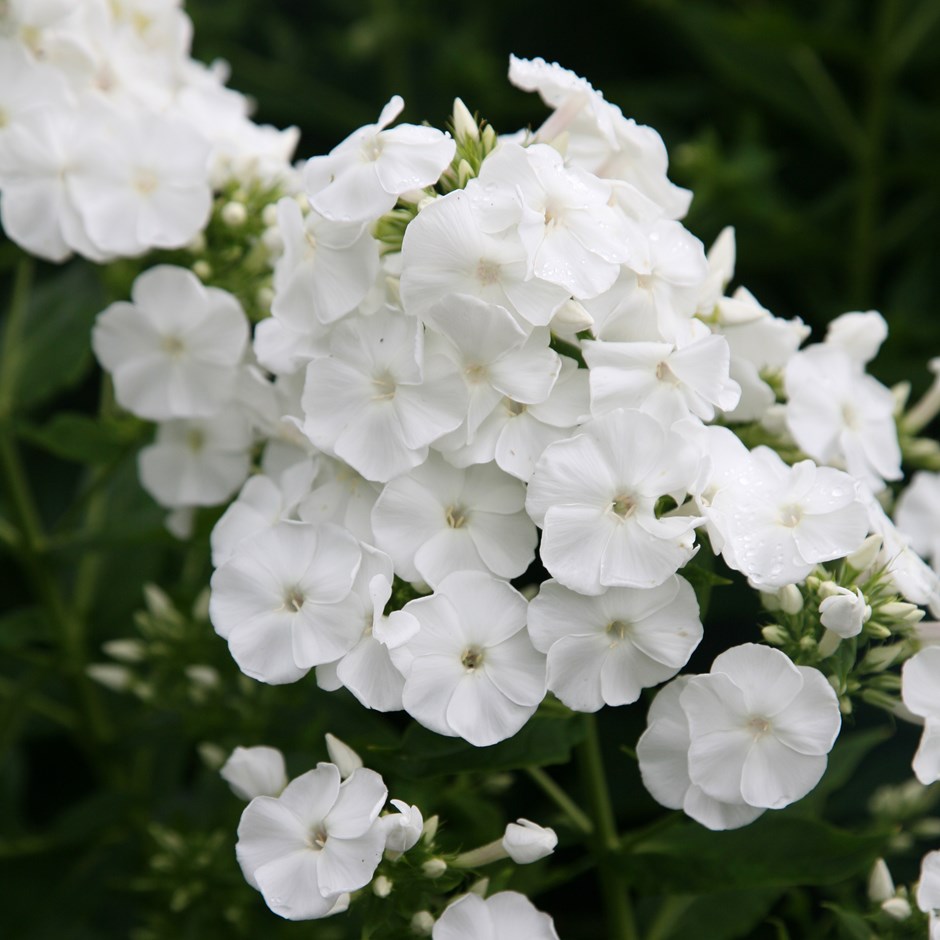 Phlox paniculata 'Rembrandt'